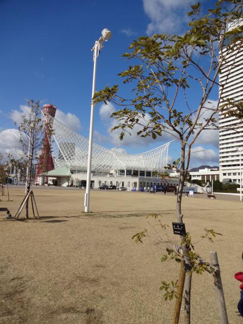 神戸のメリケンパークに植えられたイペー