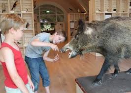 はく製になった「ズゥイ―ゴ」と対面した子どもたち（画像提供：Natuurmuseum)