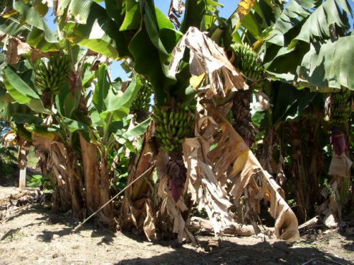 田舎の土地に植えられたバナナ