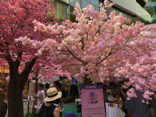 満開の桜の花、とってもキレイです