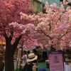 バンコクで「桜まつり」が開催されました