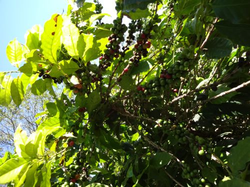 果実をつけたコーヒーの木