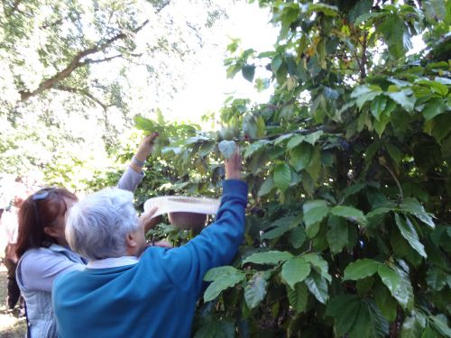 サンパウロ市内のインスティトゥート・ビオロジコのコーヒー試験農場でコーヒーの果実を収穫する人々