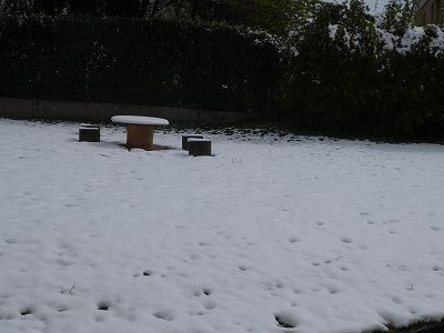 この雪の真下はヒナギクが咲き乱れる緑の芝のハズなのですが…(2019年5月5日撮影)