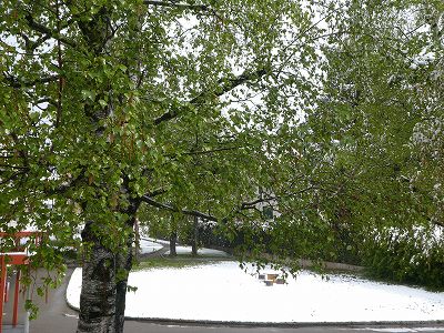 春の若葉が眩しい木々が雪の中に立つ、少し不思議な風景。（2019年5月5日撮影）