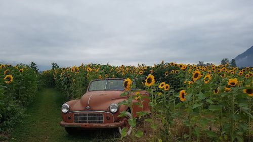 レトロな車を置いてあったりして、インスタ映えする写真も撮れます