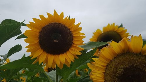 太陽に向かって咲く姿に元気が出ます