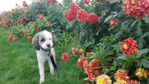 愛犬家に嬉しい、ペットOK