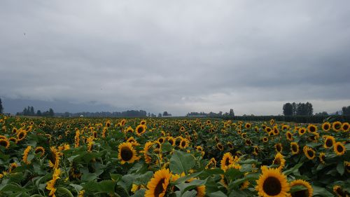 見渡す限りのひまわり