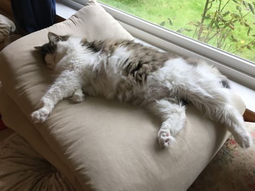 日本でコロナ第2波が騒がれていた頃、我が家に来た猫。彼女に癒やされる毎日です