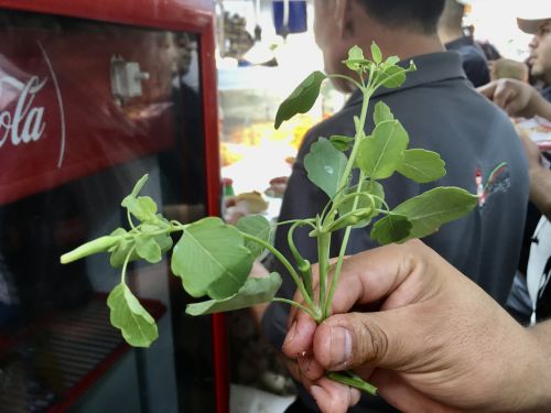 これがパパロケリテの葉っぱ