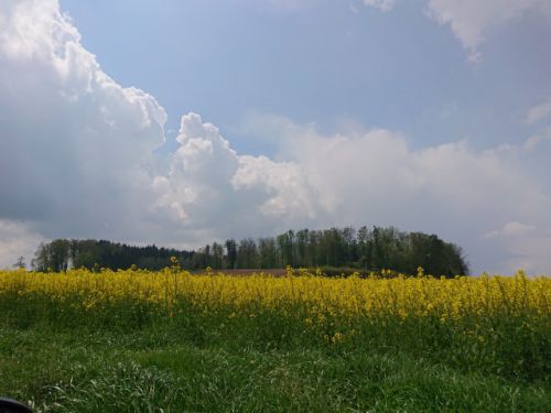 スイスも菜の花の季節