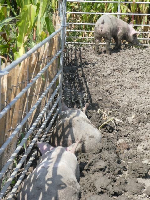 迷路の隣りには牛舎の牛、そして豚たちもいてにぎやか