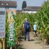 コロナ禍で人気　スイスのトウモロコシ畑迷路
