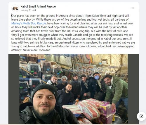 2022年2月にはアフガニスタンから保護された犬たちがカナダに(アフガニスタンの動物保護団体のTwitterより)