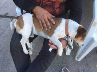 私たちの新愛犬も連れてきました