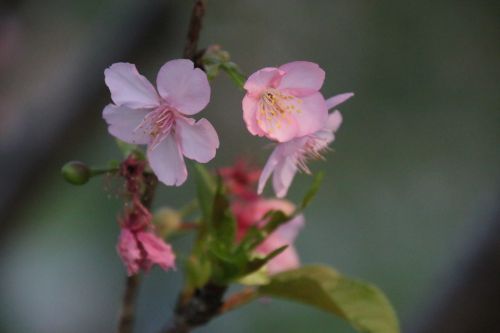 陽光運動公園で撮影した河津桜
