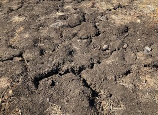 大地もカラカラにひび割れています