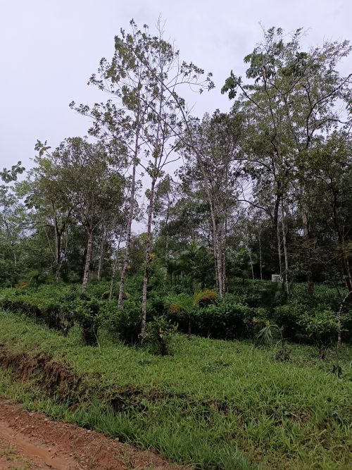 アグロフォレストリーによって栽培されるお茶とヤシの木