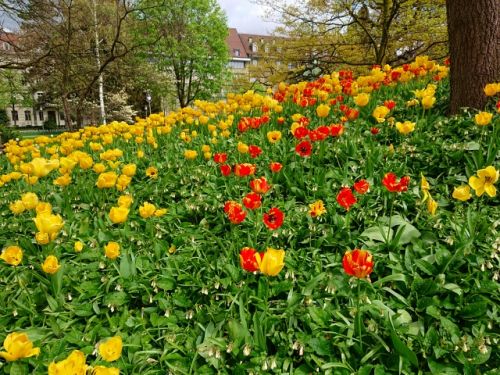 スイスも花いっぱいの季節