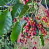 持続可能な肥料から生まれる贅沢なコーヒー