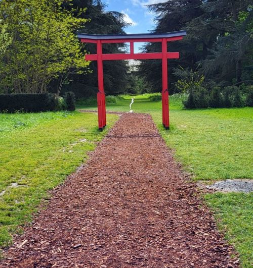 広い公園敷地内に、鳥居がありスムーズに桜スポットに案内される