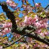 パリで人気の花見スポット「ソー公園」