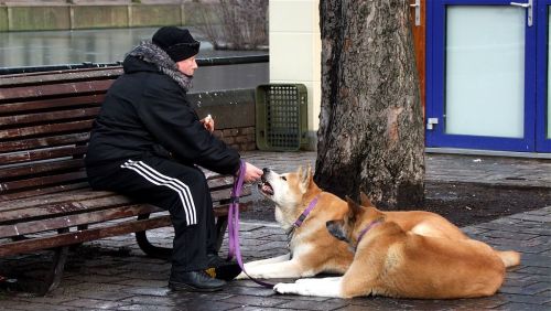 オランダ人のオーナーと秋田犬たち。デン・ハーグにて。