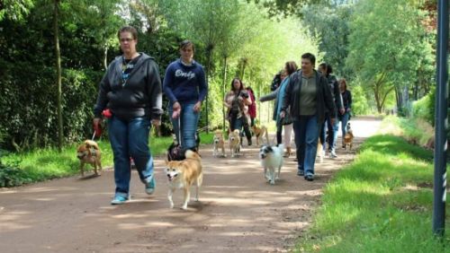 シェルターに預けられた柴犬たちを散歩させる所員の人たち