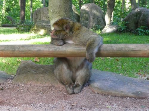 退屈そう(?)にしていたサルも