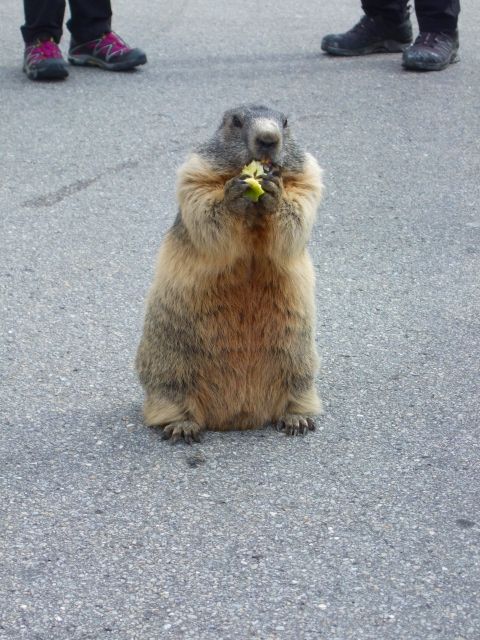 ぽっちゃりとして可愛くりんごを食べるマーモット