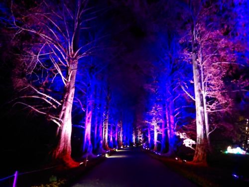 メタセコイヤの並木道は音楽に合わせて色が変化していました