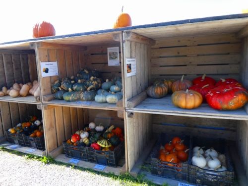 無人販売所でも買える、さまざまな種類のかぼちゃ