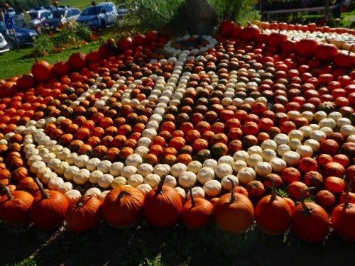 郊外の農家さん力作の美しいカボチャアート