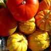 カラフルな「観賞用かぼちゃ」、これって食べてもいいの？