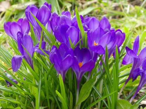 スイスでも春の花が咲き始めました