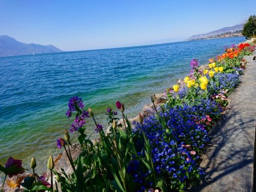 湖のほとりの花壇は、春の花たちでレインボーカラーに