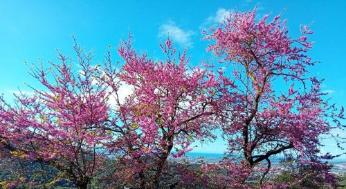 クルセロラ公園内。２０２５年４月中旬撮影