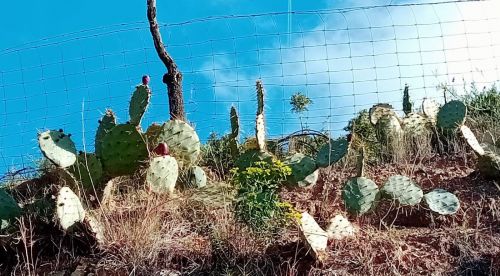 サボテンが生えているのが、スペインらしい
