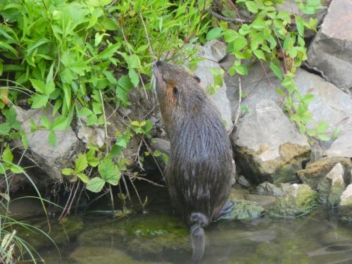川の中から何か不思議な動物が出没