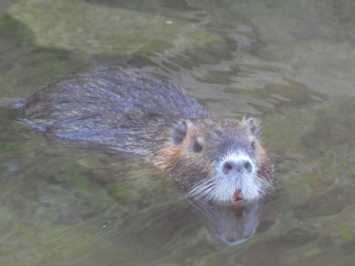多くの人から見られていることに気づき、硬直している(?)ヌートリア