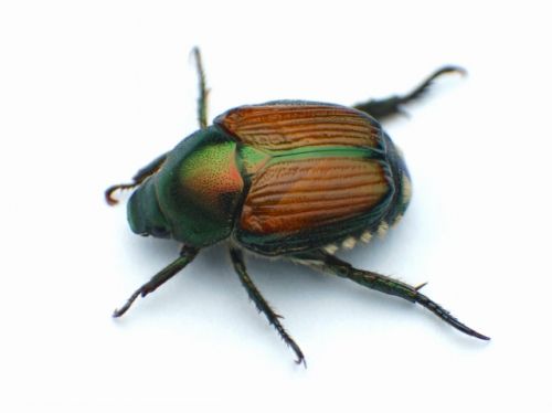 名前の通り、小さな「マメコガネ」（出典／ｐｈｏｔｏＡＣ）