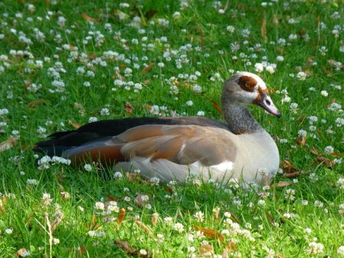 目の周りの茶色い模様が特徴的なエジプトガン