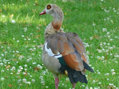 ライン川沿いエリアでよく見かけたエジプトガン、みんなつがいでいました