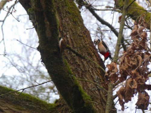 豪快に木をつついては、幼虫を引っ張り出して食べていたアカゲラ